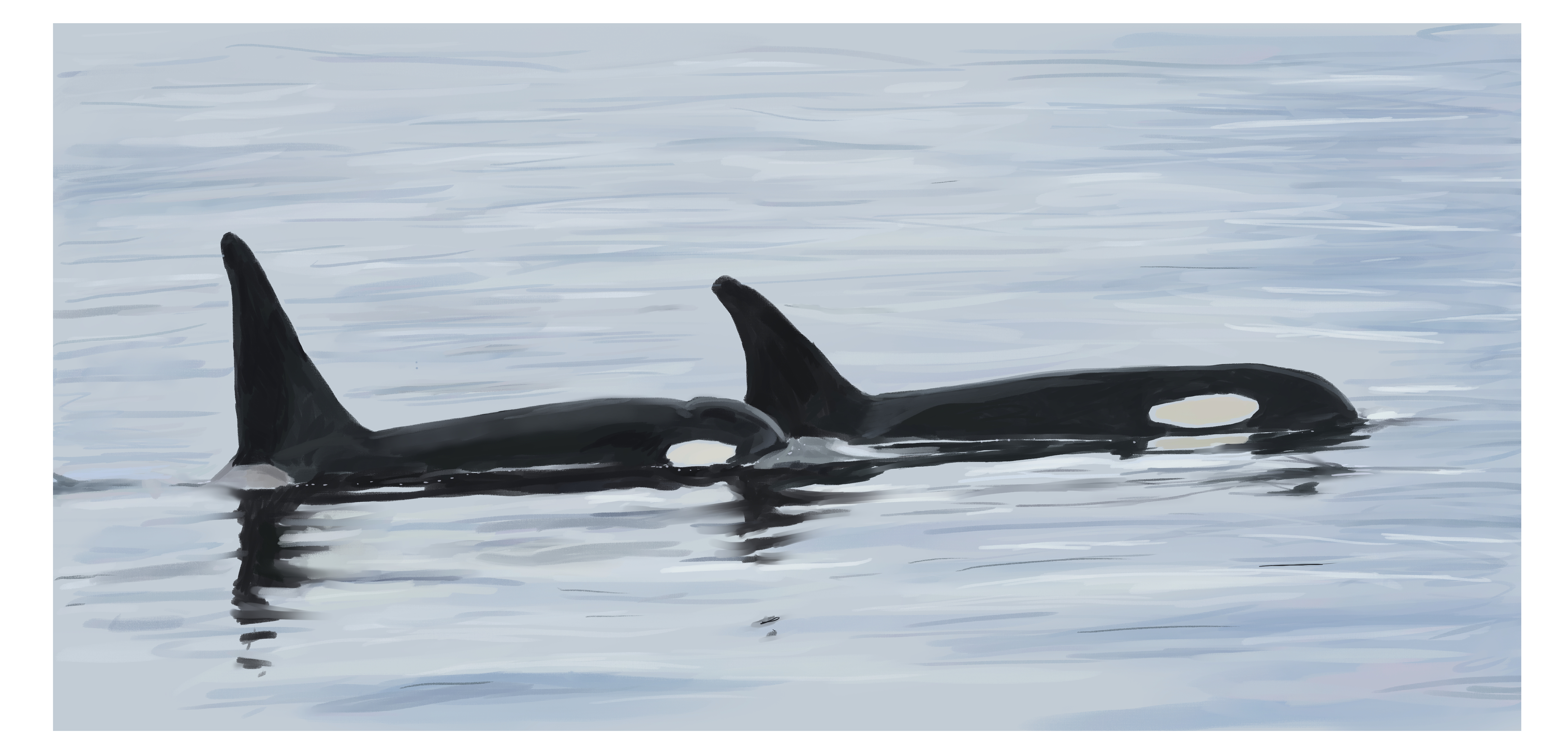 Impressionist pair of orcas swimming side by side